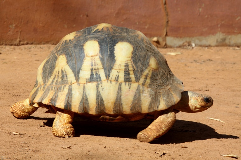 tortoise